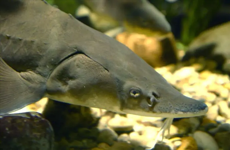 Lake Sturgeon